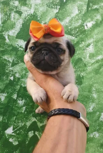 Filhotes de Pug com garantias de saúde em contrato