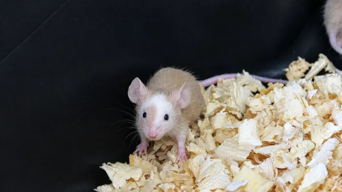 Camundongos