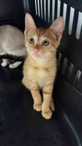 Gatinho a procura de um lar
