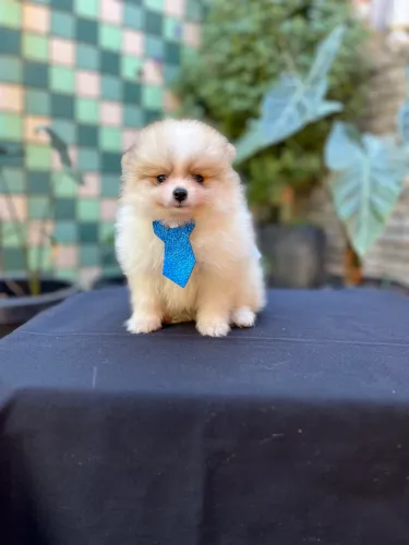Lindos Lulu da Pomerania Spitz Alemao macho