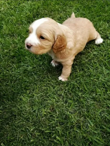 Cocker spaniel docil e carinhoso