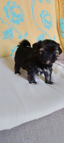 Machinho chitsu