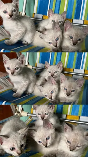 3 lindos gatinhos brancos pra adoção responsável 