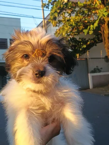 Cachorro Shitzu, 4 meses e 3 dias. Sem vacina.