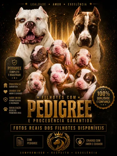 Pit bull