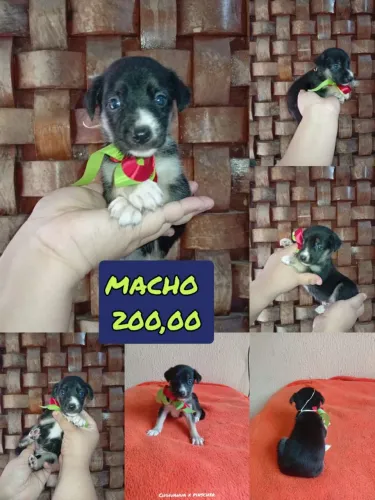 Cachorro pincher com chiuaua