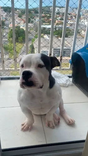 American Bully Macho com pedigree em mãos. 7 meses