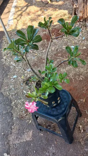 Rosas do deserto