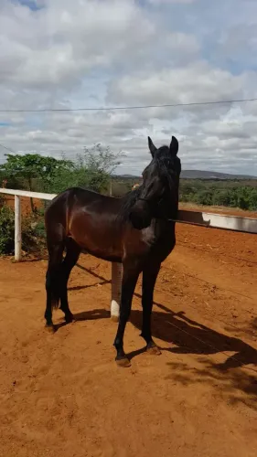 Cavalo 