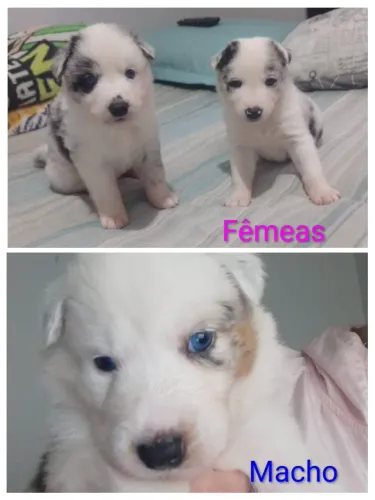 Filhotes de Border Collie