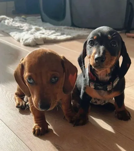 Dachshund / Teckel Delicadeza Que Acompanha o Passo
