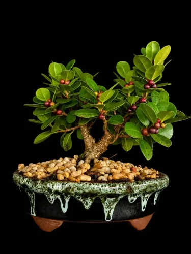 Bonsai Ficus Panda Produzindo / Vaso de Cerâmica Verde Lava