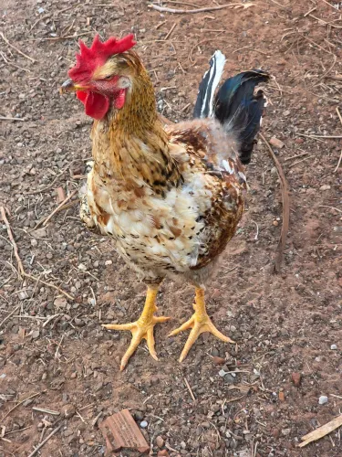 Frango GSB Raça Pura 7 meses porte Grande