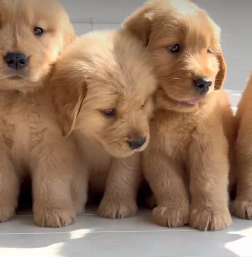 Golden Retriever - Esse Olhar Tem Muito A Dizer 