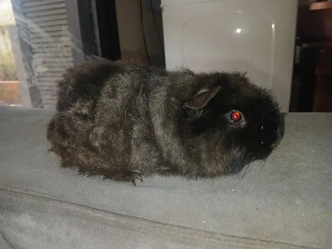 Porquinho da Índia teddy MACHO
