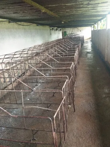 Box de gestação para suinos.