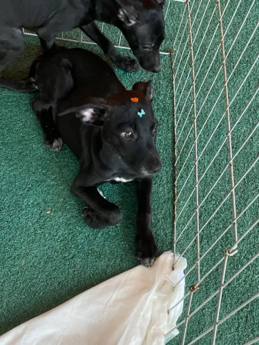 Cachorrinhos para doação 