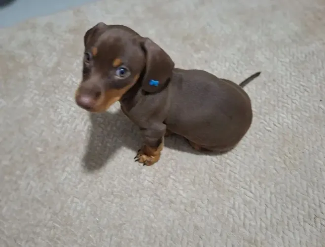 Dachshund / Basset / Cofap / Salsicha - Macho Chocolate