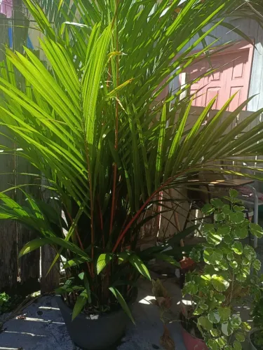 PALMEIRA LACA VERMELHA (Cyrtostachys renda)