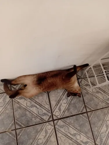 Animal