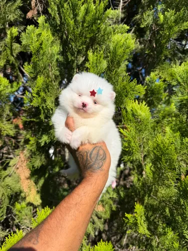 Lulu da pomerania anão padrão ursinho