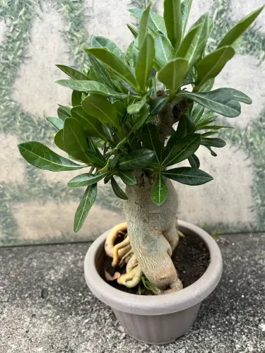 Rosa Do Deserto Sem Floração