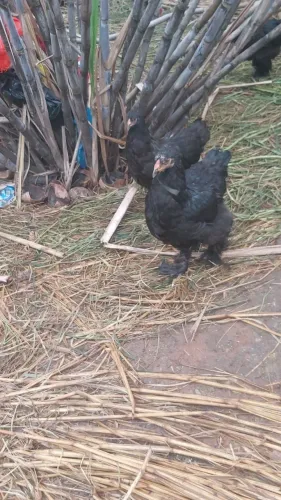 Vendo galo e galinha caipira,bhama e gsb