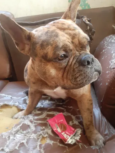 American Bully
