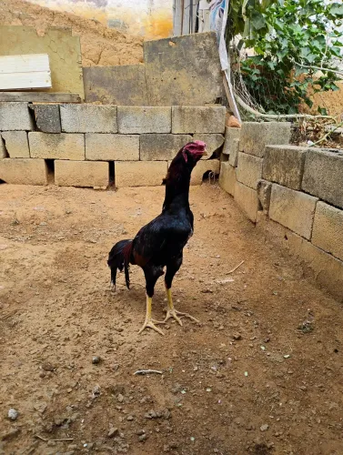 Galo índio novo 