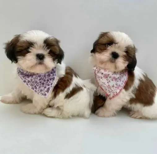 Shih tzu Fêmea disponível.