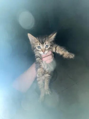 Doação de Gatinhos Fêmea Gatas Doação