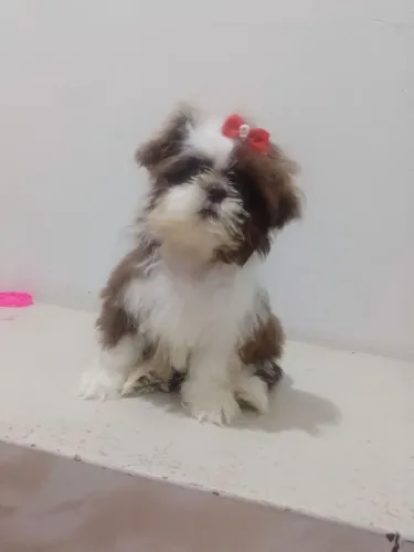 Shitzu fêmea