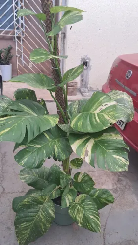Planta jiboia da folha grande