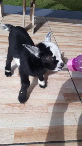 mini cabra na mamadeira 