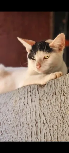 Gata
