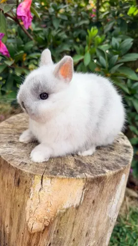 Coelho Netherland Dwarf fêmea 