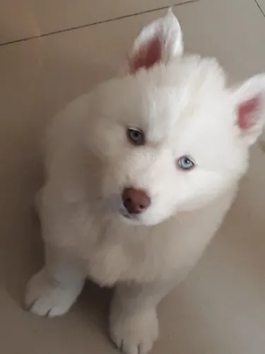 Husky siberiano Esse cachorrinho foi feito para receber carinho sem fim