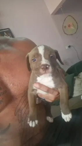 Filhotes de Pit* ótima linhagem!