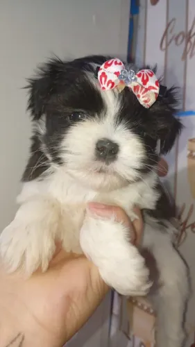Shih Tzu