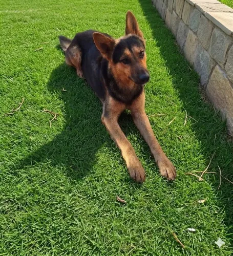 Cachorro Pastor alemão 1 ano saudável