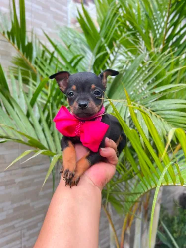 Pinscher machos micro