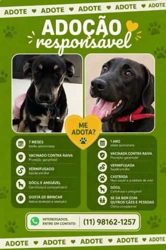 Cachorro para adoção 