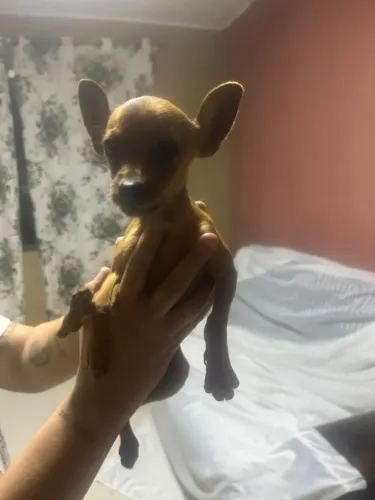 Cachorro Pinscher