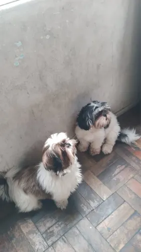 Vendo filhotes de shih tzu