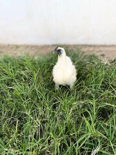 Galinha sedosas disponível a entrega Janu Moc e região