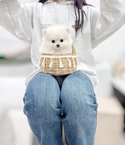 Bebezinho spitz alemão/lulu da pomerânia dócil e vacinado