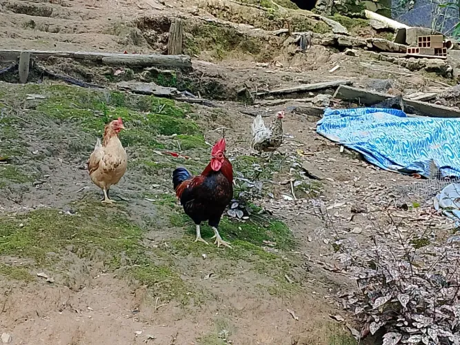 Galinhas mini caipira