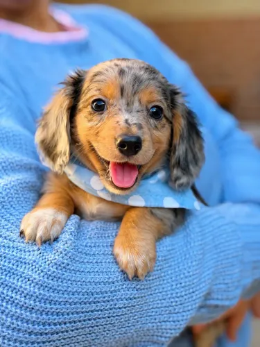 Daschshund pelo longo