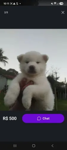 Filhote de Akita com husky siberiano disponível!
