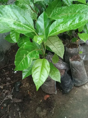 Muda de maracujá